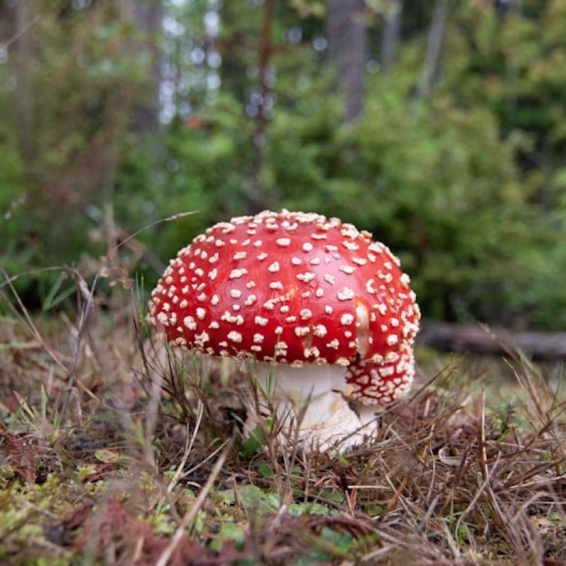 Decorative Photo Frame Set